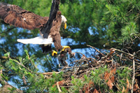 Adult eagle bringing food to nest