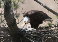 adult eagle feedling young