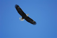 adult eagle in flight