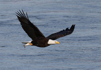 eagle flying over water with fish