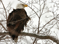 adult eagle in winter