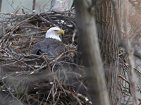 adult eagle incubating eggs