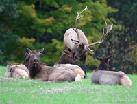 bull elk with herem of females in fall