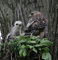 red shouldered hawk and young