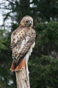 red tailed hawk on pole