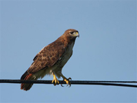 red tailed hawk on wire
