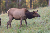 cow elk eating grasses in fall