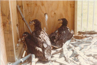historical phot of eaglets in hack box