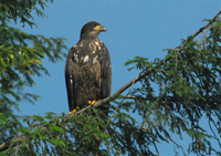 immature bald eagle in late summer