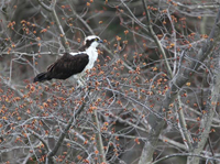 osprey on tree