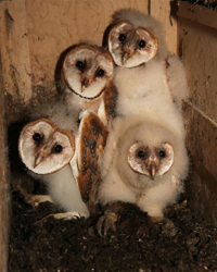 barn owl adult in nest