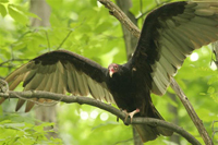 adult turkey vulture in tree