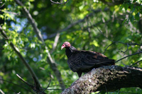 turkey vulture in tree