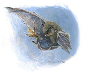 Bat Illustration 1