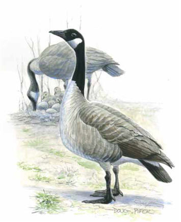 Canda Goose Illustration