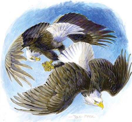 Eagle & Ospray Illustration 1