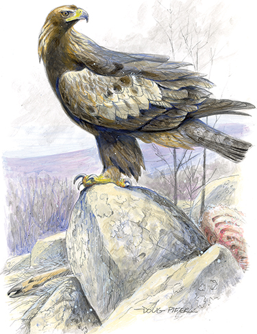 Eagle & Ospray Illustration 3