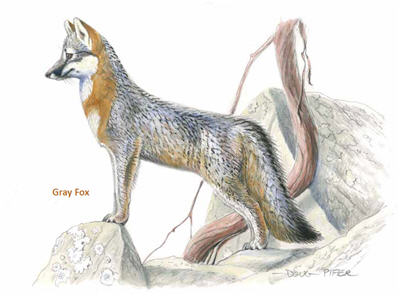 Foxes Illustration 2