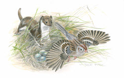Longtail Weasel illustration 1