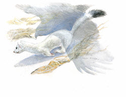 Longtail Wessel in Winter illustration