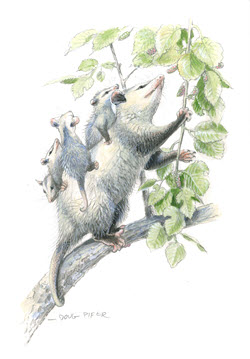 Opossum illustration 3