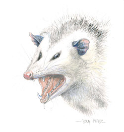 Opossum illustration 1