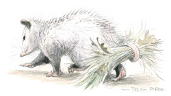 Opossum illustration 4