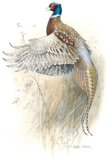 Ring-necked Pheasant Illustration 1