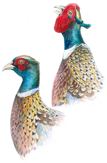 Ring-necked Pheasant Illustration 3