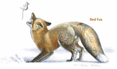 Foxes Illustration 1