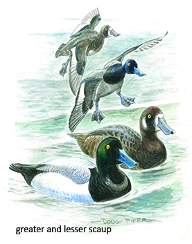 greater and lesser scaup