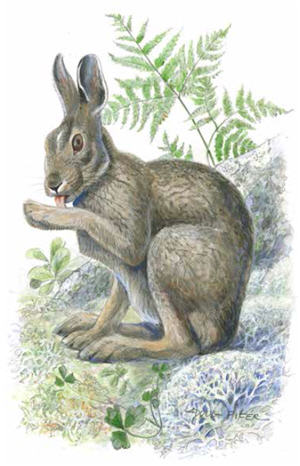 Snowshoe Hare Illustration 2