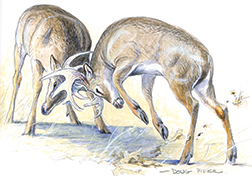 White-tailed Deer Illustration 1