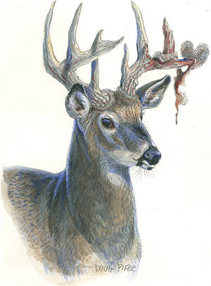White-tailed Deer Illustration 3