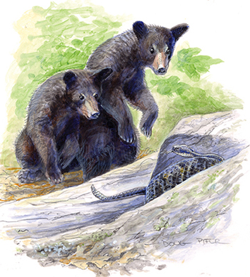 Two Black Bears illustration