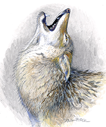 Eastern Coyote Illustration 1