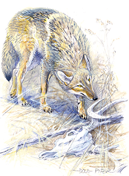 Eastern Coyote Illustration 2