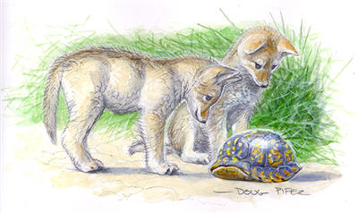 Eastern Coyote Illustration 3