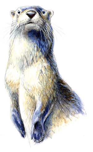River Otter illustration 1