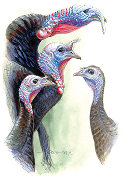 Wild Turkey Illustration 1
