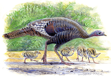 Wild Turkey Illustration 2