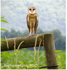 Barn Owl Conservation Initiative