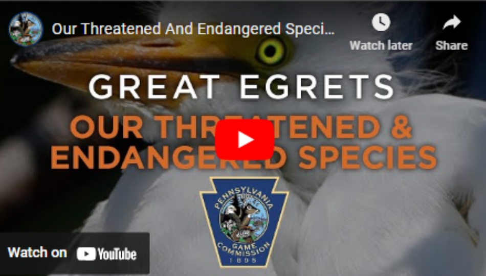 Egret video.jpg