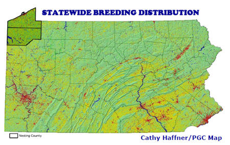 Black Tern Statewide Distribution
