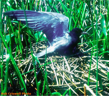 Black Tern 2 image