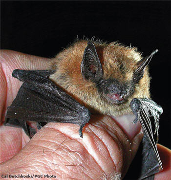 Eastern Small-Footed Bat