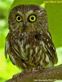 Saw-Whet Owl