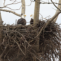 Bald Eagle Nest Survey