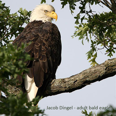 Bald Eagle Identification Tips
