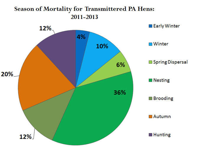 season of mortality for transmittered PA hens 2011-2013 graph
